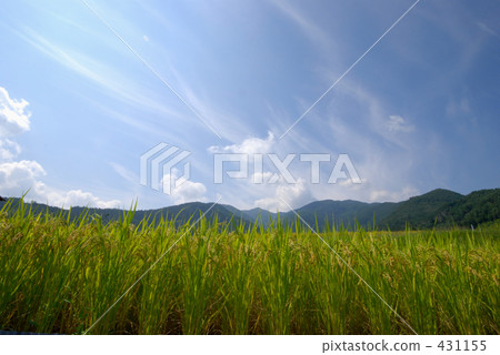 農村場景 鄉村風光 稻田 431155