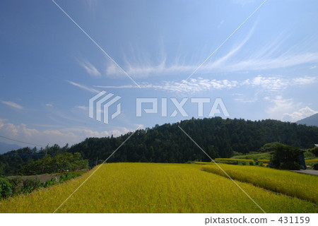 稻田 農村場景 鄉村風光 431159
