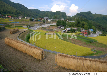 稻田 農村場景 鄉村風光 431188