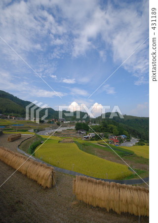 稻田 農村場景 鄉村風光 431189