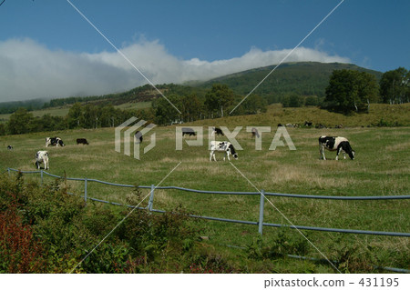 奶牛 牲口 牛 431195