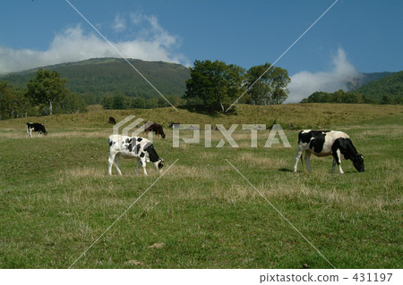 奶牛 牲口 牛 431197