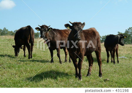 cow, bovines, ﻿the Ox (the second of the twelve signs of the Chinese zodiac) 431198