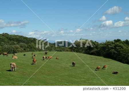 奶牛 牲口 牛 431200