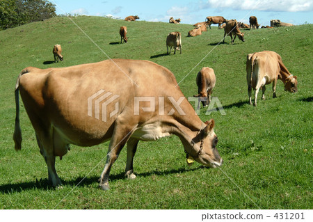 cow, bovines, ﻿the Ox (the second of the twelve signs of the Chinese zodiac) 431201