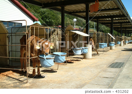 奶牛 腓腸 牲口 431202