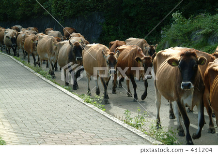 奶牛 牛 牲口 431204