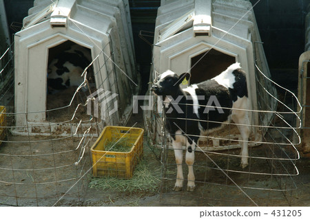 奶牛 牲口 牛 431205