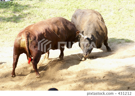 鬥牛 奶牛 牲口 431212