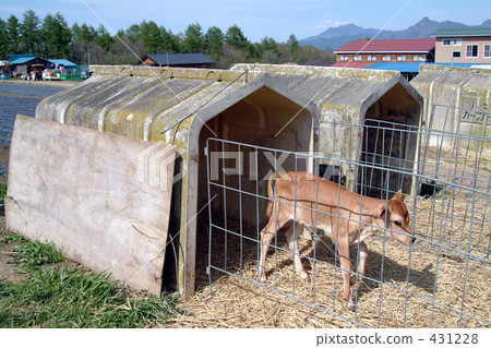 奶牛 牲口 牛 431228