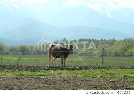 奶牛 牲口 牛 431229