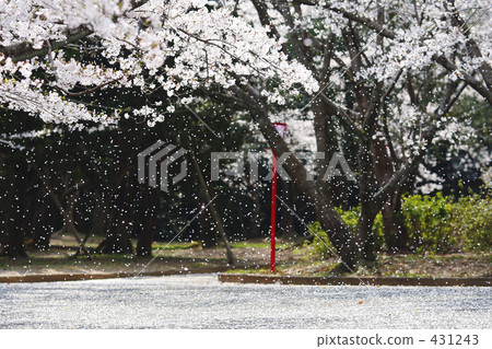 桜吹雪 櫻吹雪 落櫻如雪 431243