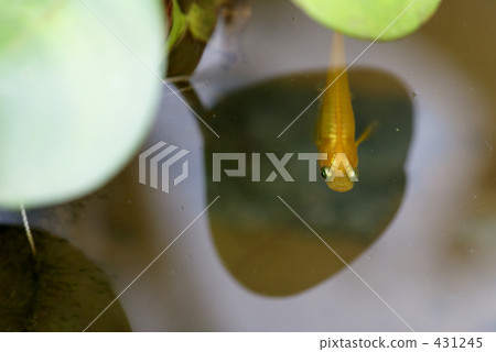 killifish, freshwater fish, fish 431245