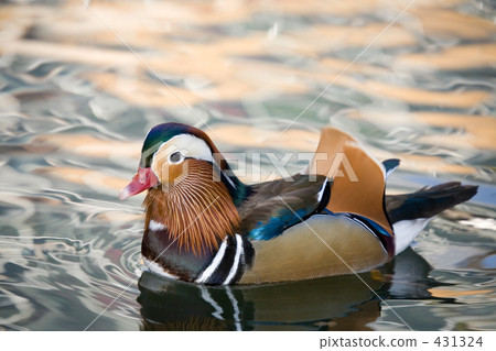 Oris of Oshidori 431324