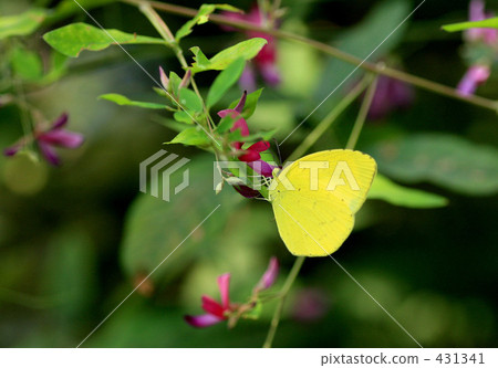 花和蝴蝶 花和蝴蝶 431341