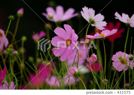 Cosmos Cosmos 431575