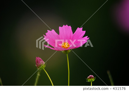 Cosmos Cosmos 431576