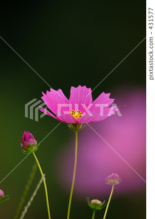Cosmos 431577