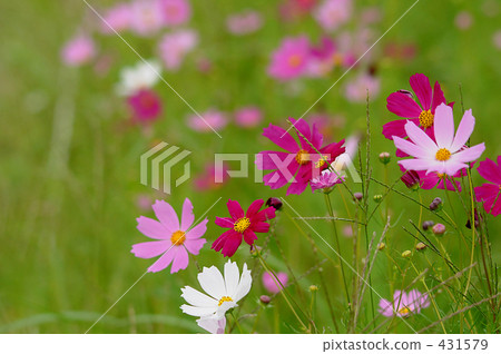 Cosmos Cosmos 431579