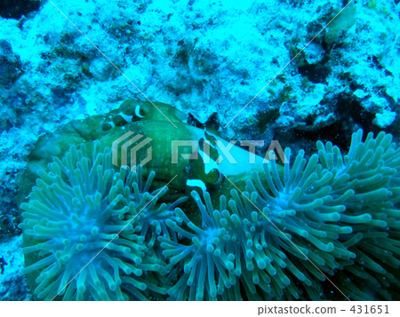 Tropical fish: Anemones Tropical fish: Anemones 431651