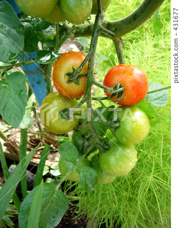 Tomato Tomato 431677