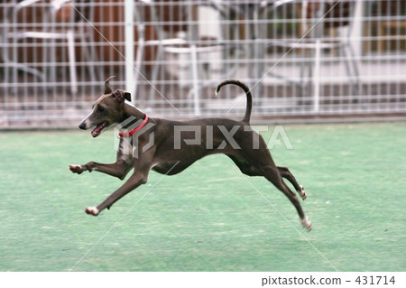 運行 運行 431714