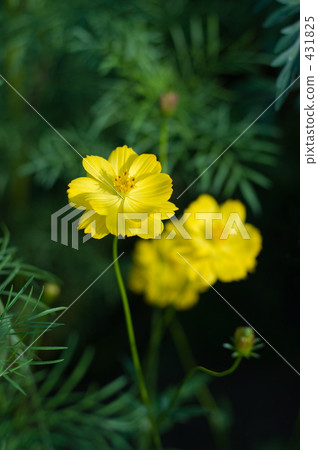 黃色花波斯菊 431825