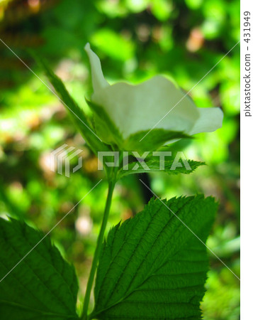 白山武沒有春天 白山武沒有春天 431949