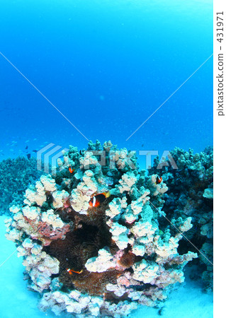 Caterpillar and anemone fish 431971