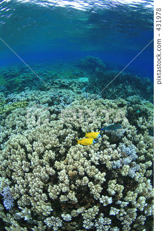 珊瑚礁和魚類 珊瑚礁和魚類 431978