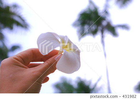 Hand with plumeria Hand with plumeria 431982