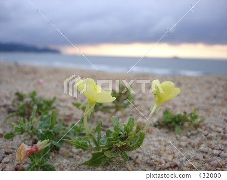 海邊的花朵 432000