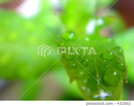 畫植物和植物 432002