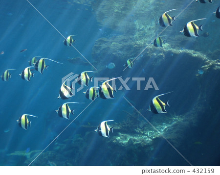 美麗海水族館 美麗海水族館 432159