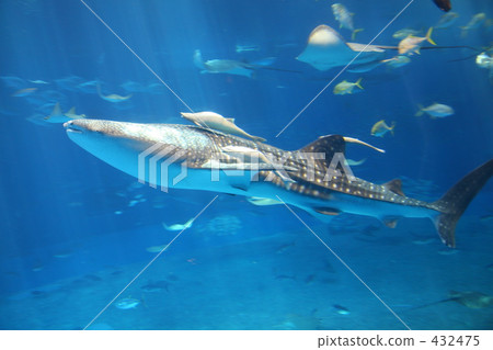Churaumi Aquarium Churaumi Aquarium 432475