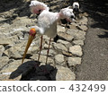 Stork of the stork 432499