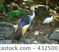 White-crowned crane 432500