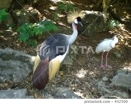 White-crowned crane White-crowned crane 432500