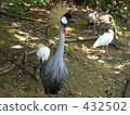 White-crowned crane 432502