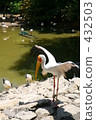 Stork of the stork 432503
