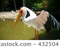 Stork of the stork 432504