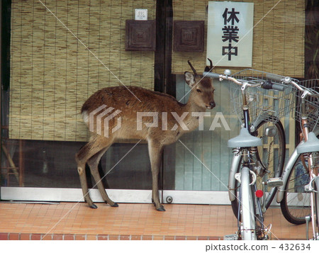 Rain shelf deer Rain shelf deer 432634