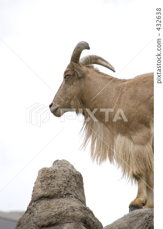 Burberry sheep 432638