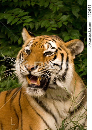 阿穆爾托拉 432641