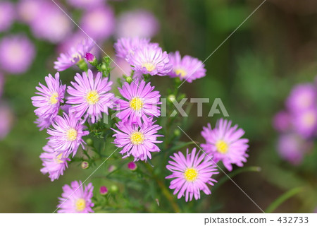 孔雀草 孔雀草 432733