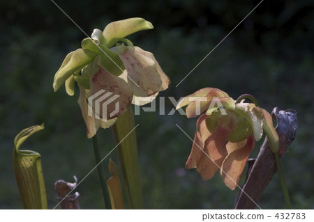 Salacenia花 Salacenia花 432783