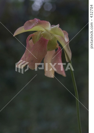 Flowers of Salacenia Flowers of Salacenia 432784