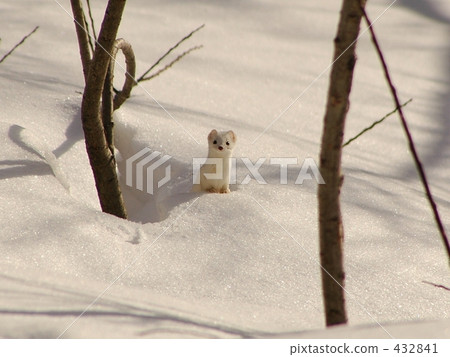Okojo of the snowy field 432841