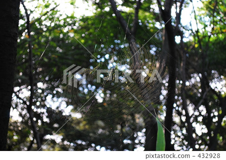Spiders and nests 432928