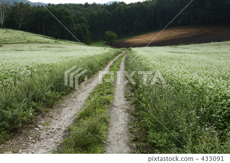 Buckwheat field 433091
